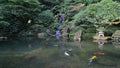Colorful Koi fish swimming in a pond with water reflection in Japanese garden 1080p
