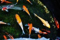 Colorful koi fish swimming in the pool