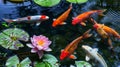 Colorful Koi Fish Swimming in Tranquil Pond with Water Lilies