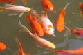 Colorful koi fish swimming in water. Royalty Free Stock Photo