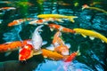 Colorful Koi fish swimming in water . Royalty Free Stock Photo