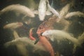 Colorful koi fish in water pools Royalty Free Stock Photo