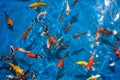 Colorful koi fishes in a blue streamlet Royalty Free Stock Photo