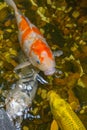 Colorful Koi fishes swimming in the beautiful pond Royalty Free Stock Photo