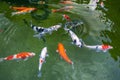 Colorful Koi fishes swimming in the lake Royalty Free Stock Photo