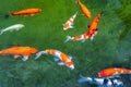 Colorful Koi fishes swimming in the lake Royalty Free Stock Photo