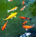 Colorful Koi fishes swimming in the lake Royalty Free Stock Photo