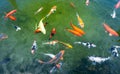 Colorful Koi fishes swimming in the lake Royalty Free Stock Photo