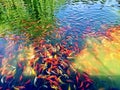 Colorful Koi Pond in Beijing, Peoples Republic of China