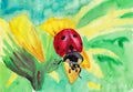 Colorful ladybird closeup portrait on yellow flower. HHand drawn watercolors on paper textures