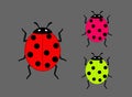 Colorful Ladybug Insects