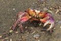The colorful land crab Gecarcinus quadratus, also known as the halloween crab, crawls along a beach in Costa Rica.