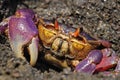 The colorful land crab Gecarcinus quadratus, also known as the halloween crab, makes its way along Paloma Beach in Costa Rica.