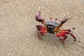 The colorful land crab Gecarcinus quadratus, also known as the halloween crab, makes its way along Paloma Beach in Costa Rica.