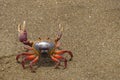 The colorful land crab Gecarcinus quadratus, also known as the halloween crab, makes its way along Paloma Beach in Costa Rica.