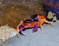 Colorful Land Crabs Royalty Free Stock Photo