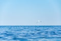 Seascape background seagull flying over blue sea and sky Royalty Free Stock Photo