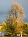 Colorful landscape with colorful trees in the evening light, a small village view of the street Royalty Free Stock Photo