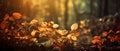 Rays of sunlight in a misty autumn forest. Royalty Free Stock Photo