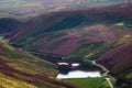 Colorful landscape of a lake and hill slope covered by purple heather flowers Royalty Free Stock Photo