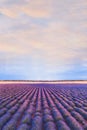 Colorful landscape, lavender field in Provence, France, beautiful nature