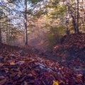 Spectacular autumn landscape in the mountains, sunrise mountains scene in the forest, spectaculbackground landscape, beauty world Royalty Free Stock Photo
