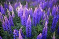 Colorful landscape of natural flowering meadows of lupines flowers in blue-purple tones Royalty Free Stock Photo