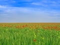 Colorful landscape. Poppy field under the blue sky Royalty Free Stock Photo