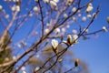 Colorful landscape of purple flowers in the spring season. Amazing background with magnolia tree. Beautiful pink Royalty Free Stock Photo