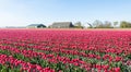 Colorful landscape with red blooming tulips in springtime Royalty Free Stock Photo