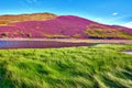 Colorful landscape scenery of Pentland hills slope covered by vi Royalty Free Stock Photo