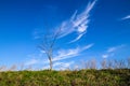 Colorful landscape with single tree and blue sky Royalty Free Stock Photo