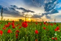 Colorful landscape at sunrise: sun, red poppies and blue sky Royalty Free Stock Photo