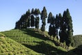 A colorful landscape of the tea gardens of North Bengal..