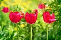 Colorful landscape with three tulips Royalty Free Stock Photo