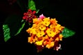 Colorful Lantana