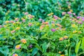 Colorful Lantana camara flower blossoming in garden.