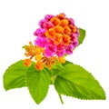 Colorful Lantana camara flower is isolated on white background,