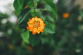 Colorful Lantana camara flowers blossom in the garden