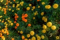 Colorful lantana camara flowers. Royalty Free Stock Photo