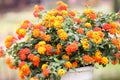 Colorful of Lantana Flowers.