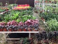 Colorful lants on shelves for sale at store