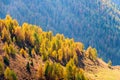 Colorful larch forest in autumn, Grossglockner area, Alps, Austria, Europe