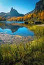 Colorful larch forest on the shore of the lake Federa