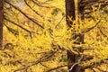 Colorful larch trees in Zermatt area, Swiss Alps