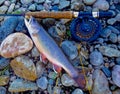 Colorful Large Brook Trout with Grasshopper fly in mouth with fly rod