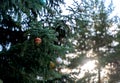 Colorful large Christmas balls hang on the tree. Colorful large Christmas balls hang on the tree