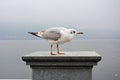 A colorful larus ridibundus stand on the platform