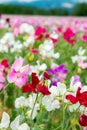 Colorful Lathyrus Royalty Free Stock Photo