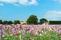 Colorful Lathyrus Royalty Free Stock Photo